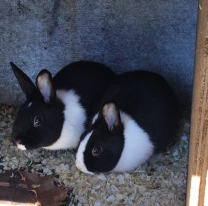 Treehouse World Bunnies
